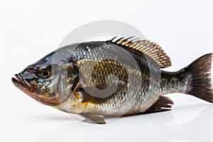 Fish on White Background