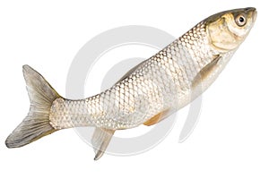 Fish on a white background