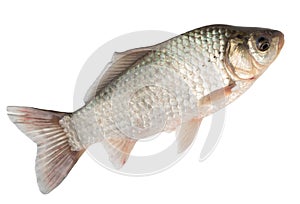 Fish on a white background