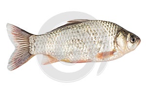 Fish on a white background