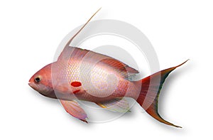 Fish on white background, anthias