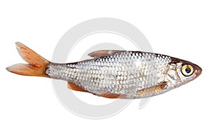 Fish on a white background