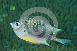 Fish - White belly damsel