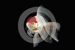 Fish. White Oranda Goldfish with red head on black background