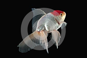 Fish. White Oranda Goldfish with red head on black background