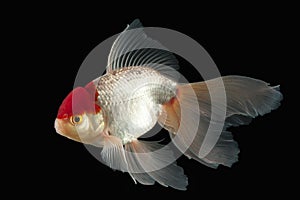 Fish. White Oranda Goldfish with red head on black background