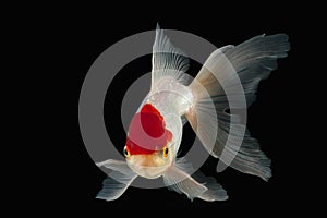 Fish. White Oranda Goldfish with red head on black background