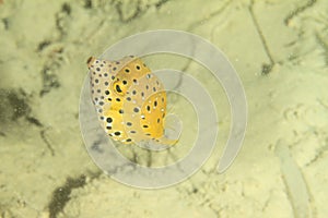 Fish - Yellow boxfish - juvenile