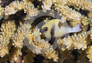 Fish in yellow tones with camouflaged coral in the Maldives photo