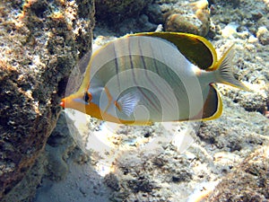 Fish : Yellowhead Butterfly