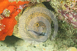 Fish - Yellowmargin morey with opened mouth