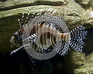Fish-zebra