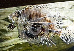 Fish-zebra