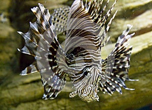 Fish-zebra