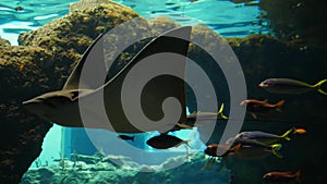 Fish zoo, large cramp-fish swim in aquarium among small fishes in clean water