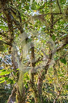 Fishbone beard lichen growing on the tree branches