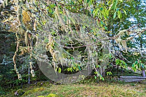 Fishbone beard lichen hanging on a tree branches