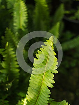 Fishbone Fern Leaf