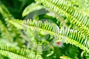 Fishbone Fern or Sword Fern, fern