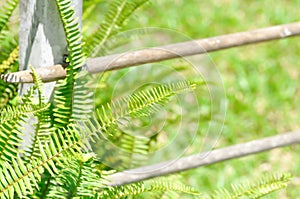 Fishbone Fern or Sword Fern, fern