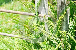 Fishbone Fern or Sword Fern, fern