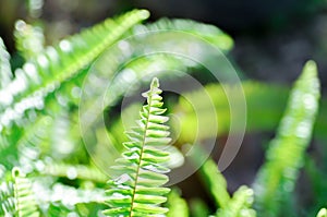 Fishbone Fern or Sword Fern, fern