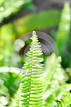 Fishbone Fern or Sword Fern, fern