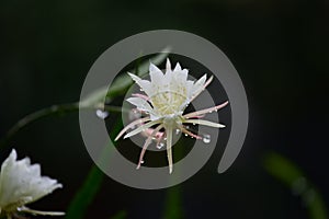 Beautiful fishbone cactus Epiphyllum oxypetalum photo