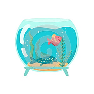 Fishbowl with catfish and diskus Cartoon vector illustration on white background