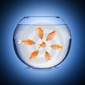 Fishbowl mobbing concept photo