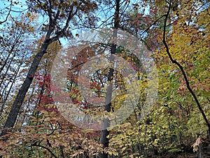 Fishburn Park Virginia