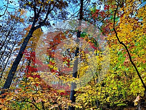 Fishburn Park Virginia