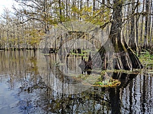 Fisheating Creek near Palmdale, Florida.
