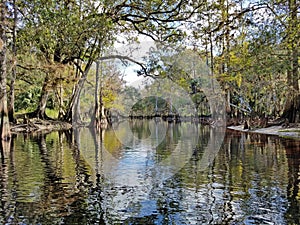 Fisheating Creek near Palmdale, Florida.