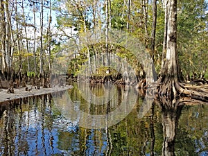 Fisheating Creek near Palmdale, Florida.