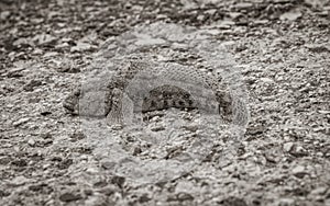 Fished alive fish on the stone floor in Croatia