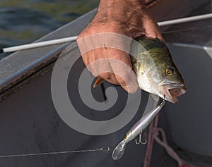 Fished fish perch in the anglers hand on the shore photo