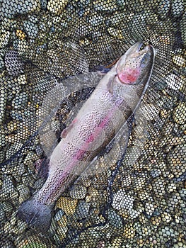 Fished rainbow trout photo