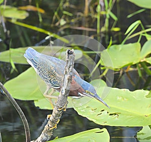 Fisher bird stalker wetlands Everglades Florida