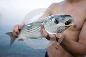 Fisher holds a freshly caught sea mullet