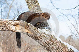 Fisher with long tail