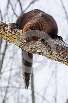 Fisher looking down from tree