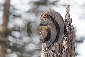 Fisher Martes pennanti Close Up in Tree