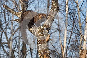 Fisher Martes pennanti Hunched Up in Tree Winter