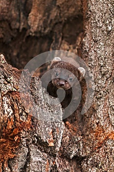 Fisher (Martes pennanti) Kit Hides in Log