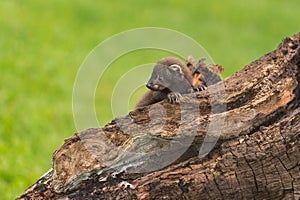 Fisher (Martes pennanti) Kit Holds Onto Log