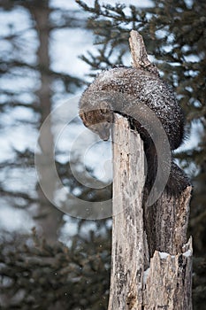 Fisher Martes pennanti Looks Down With Falling Snow