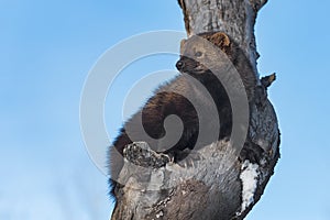 Fisher Martes pennanti Looks Left From Above in Tree Winter