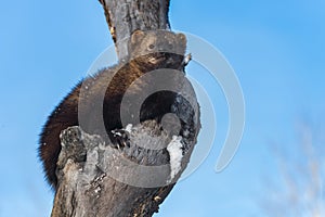 Fisher Martes pennanti Looks Out From Above in Tree Winter