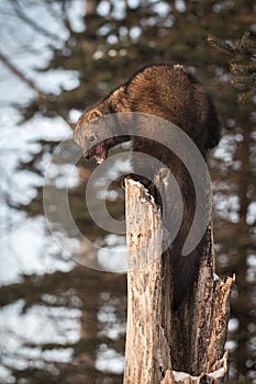 Fisher Martes pennanti Mouth Open Atop Hollow Tree